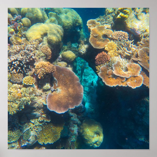Great Barrier Reef Coral - #3 Poster (Front)