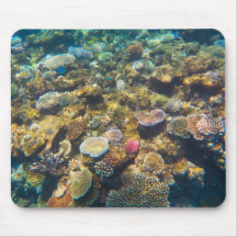 Great Barrier Reef Coral - #4