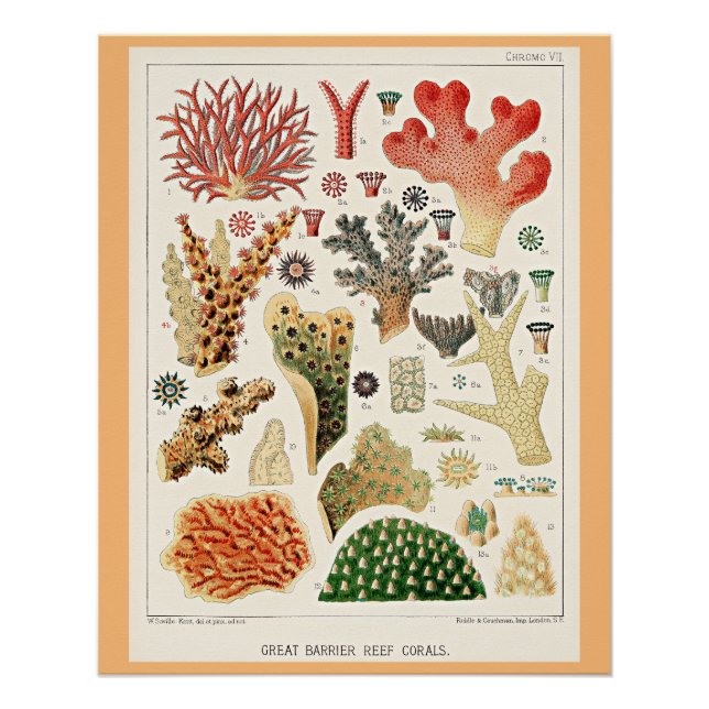 Great Barrier Reef Corals Poster (Front)