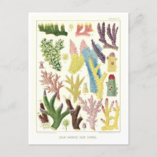 Great Barrier Reef Corals Vintage Postcard