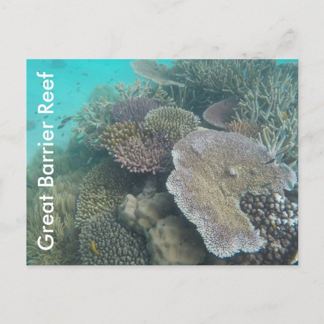 great barrier reef queensland postcard (Front)