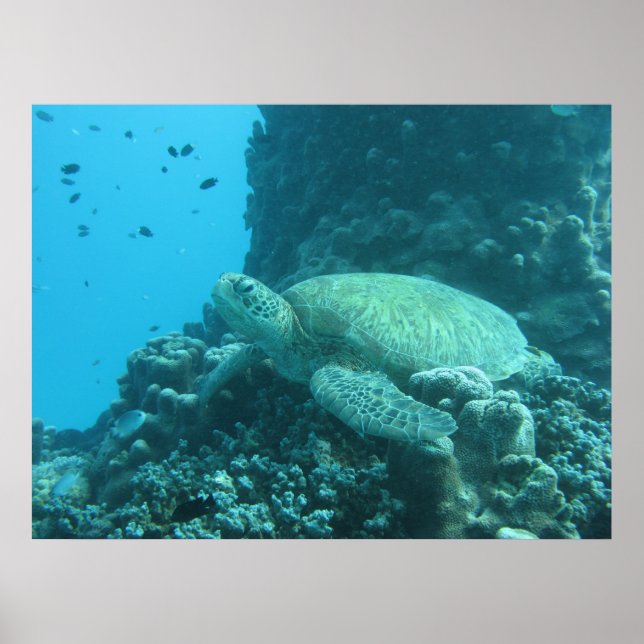 Great Barrier Reef  Turtle Poster (Front)