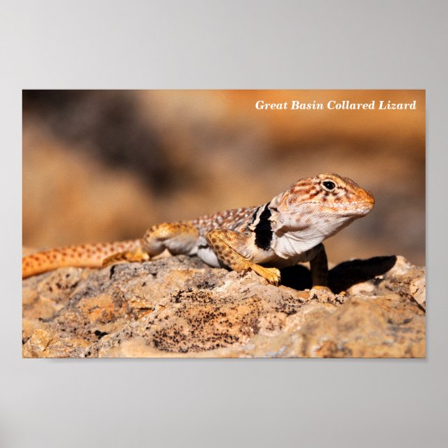 Great Basin Collared Lizard Poster (Front)