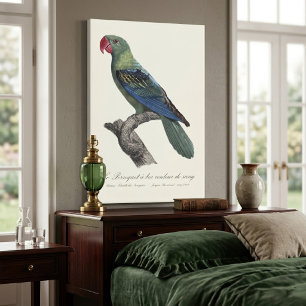 Great-Billed Parrot, Tanygnathus Megalorynchos Canvas Print
