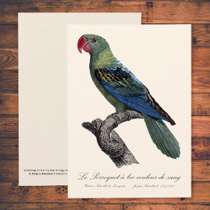 Great-Billed Parrot, Tanygnathus Megalorynchos Thank You Card