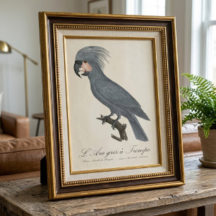 Great Black Palm Cockatoo, Probosciger aterrimus Photo Print