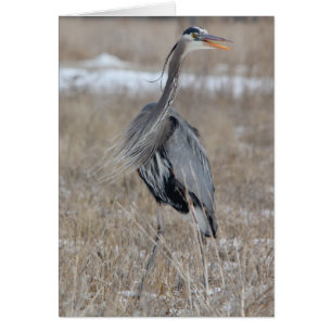 Great Blue Heron
