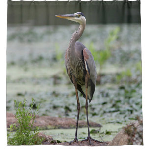 Great blue heron