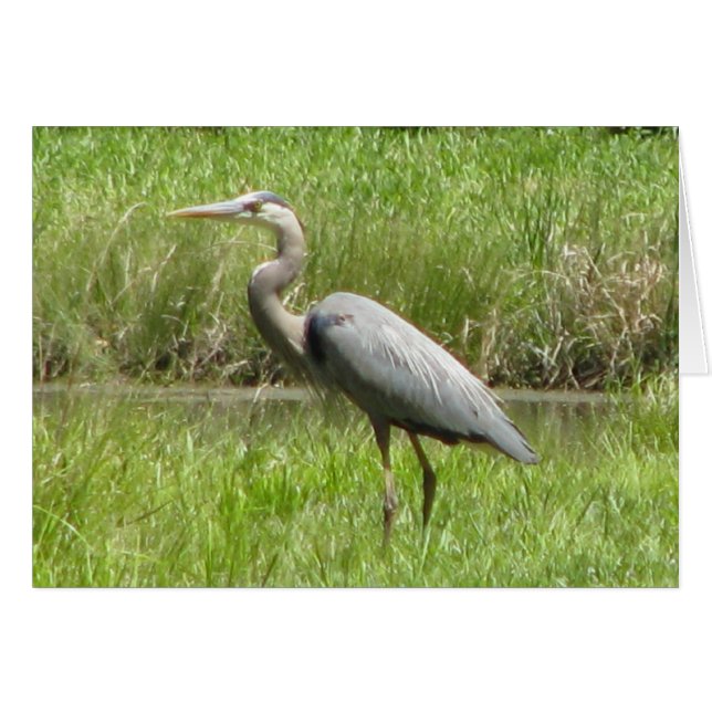 Great Blue Heron (Front Horizontal)