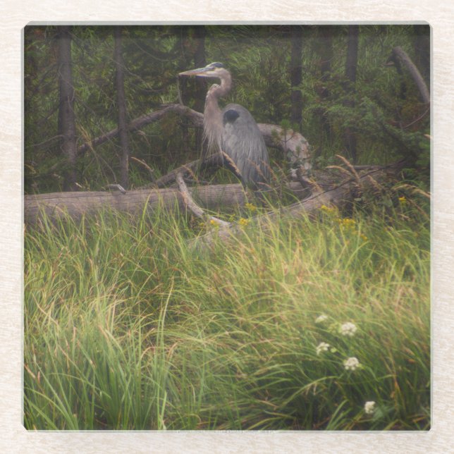 Great Blue Heron 8917 Glass Coaster (Front)