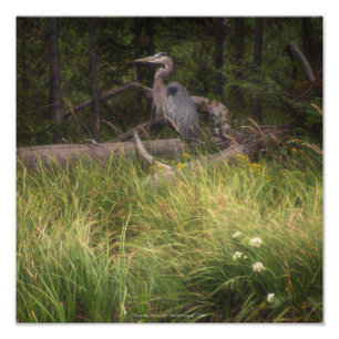Great Blue Heron 8917 Photo Print