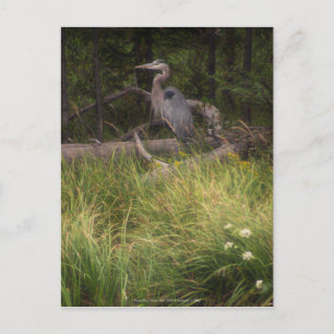 Great Blue Heron 8917 Postcard