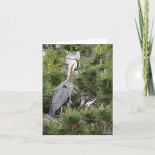 Great Blue Heron and its Babies Card
