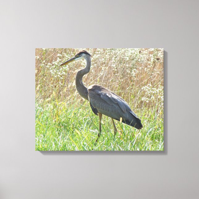 Great Blue Heron - Ardea herodias - #2 Canvas Print (Front)