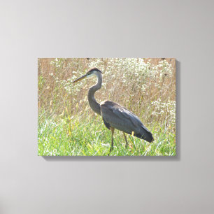 Great Blue Heron - Ardea herodias Canvas Print