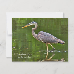 Great Blue Heron (Ardea herodias) Card