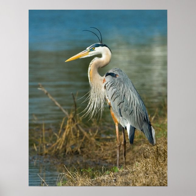 Great Blue Heron at the Pond Print (Front)