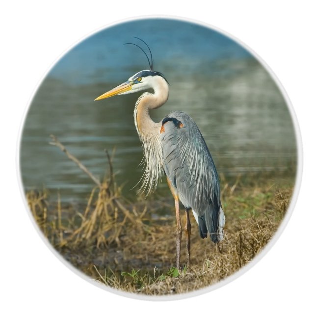 Great Blue Heron Bird at the Pond Ceramic Knob (Front)