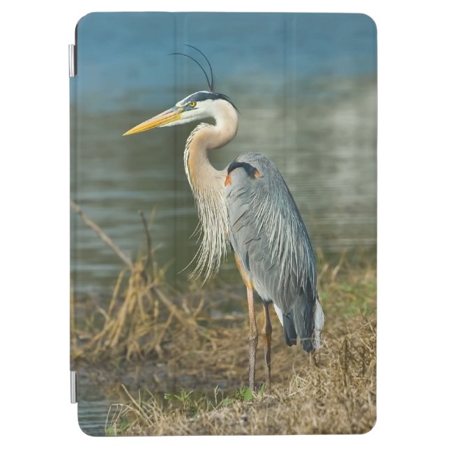 Great Blue Heron Bird iPad Air Cover (Front)