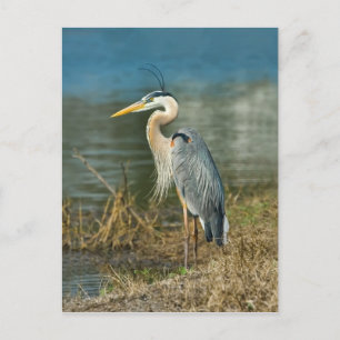 Great Blue Heron Bird Postcard