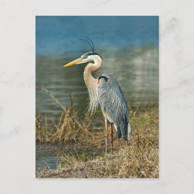 Great Blue Heron Bird Postcard (Front)