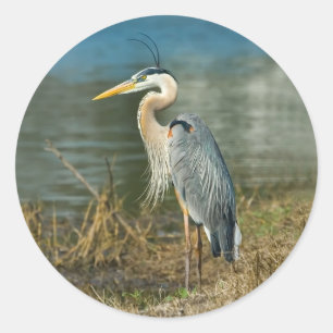 Great Blue Heron Bird Sticker