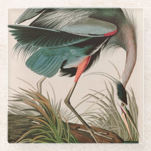 Great Blue Heron Birds of America Audubon Print Glass Coaster (Front)