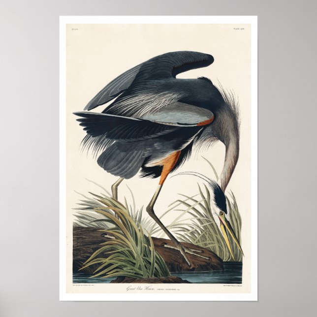 Great blue Heron by Audubon Poster (Front)