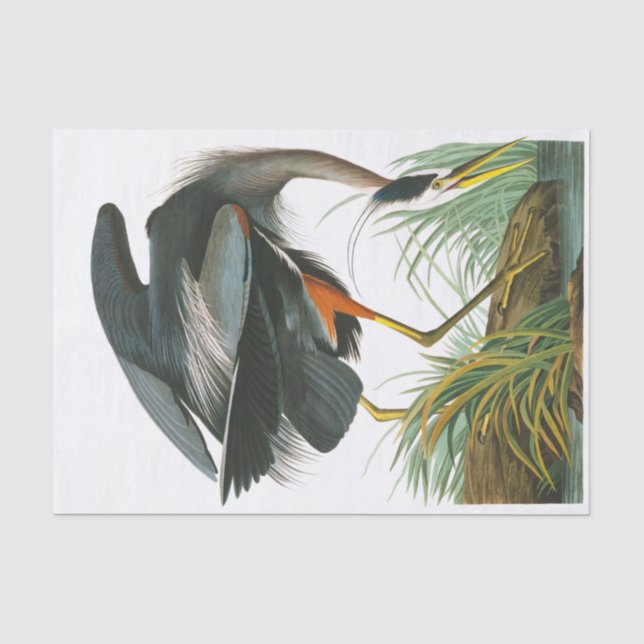 Great Blue Heron by John James Audubon Tissue Paper (Front)