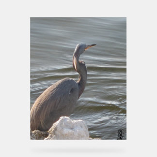 Great Blue Heron by the Water Acrylic Sign