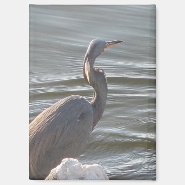Great Blue Heron by the Water Magnet (Front)