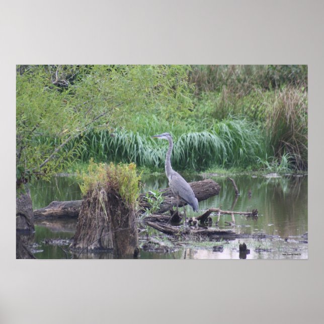 Great Blue Heron Canvas Print (Front)