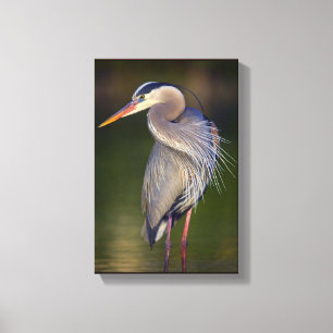 Great Blue Heron Canvas Print