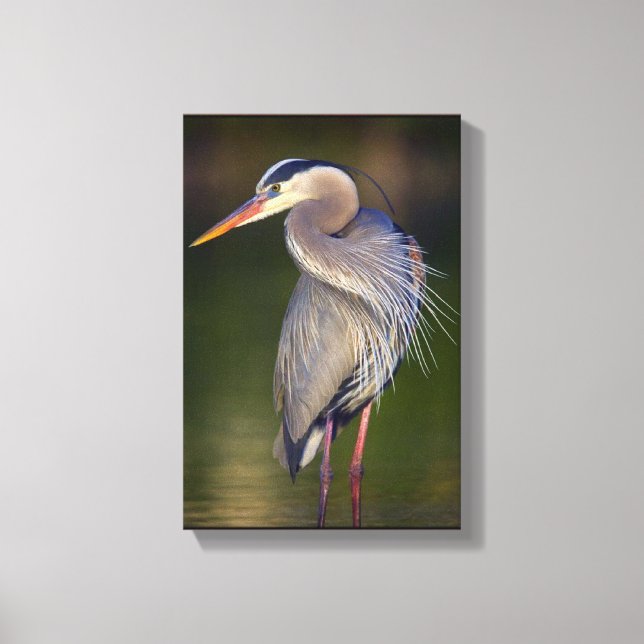 Great Blue Heron Canvas Print (Front)