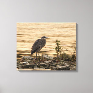 Great Blue Heron Canvas Print