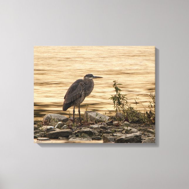 Great Blue Heron Canvas Print (Front)