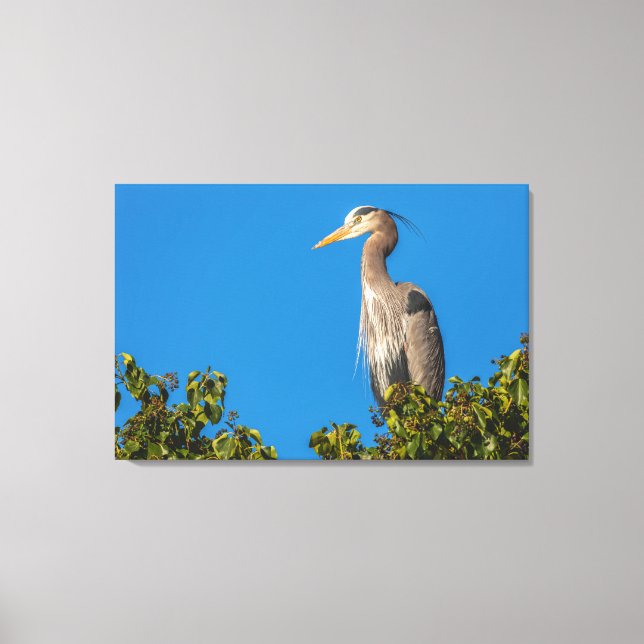 Great Blue Heron Canvas Print (Front)