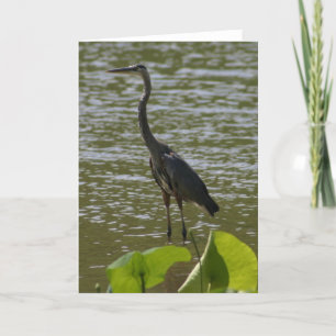 Great Blue Heron Card