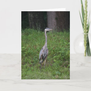 Great Blue Heron Card