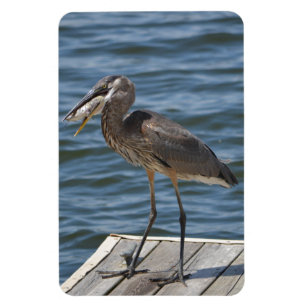 Great Blue Heron Close Up Magnet