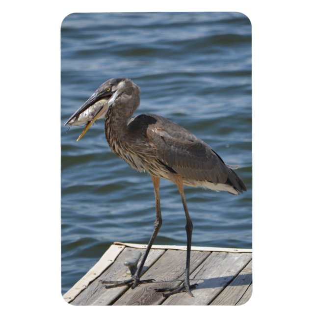 Great Blue Heron Close Up Magnet (Vertical)