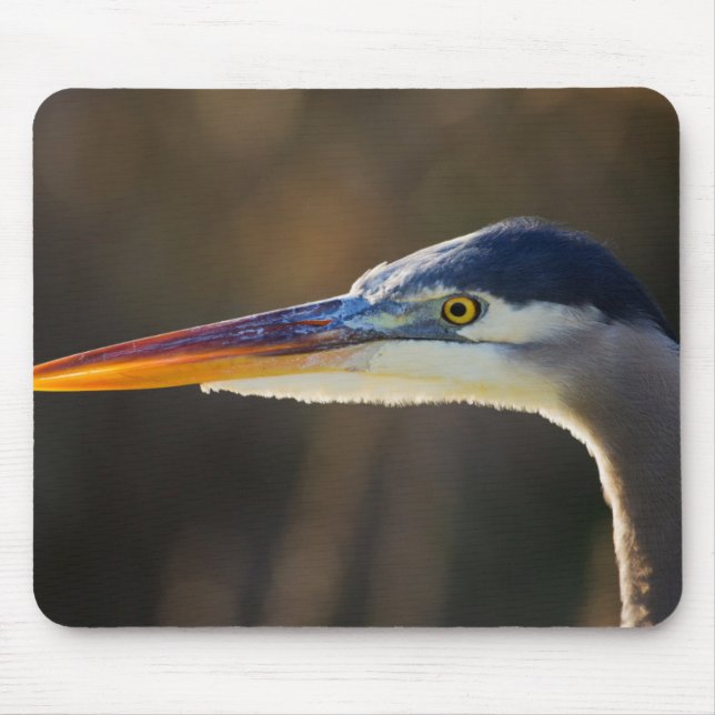 Great Blue Heron, close up portrait Mouse Pad (Front)