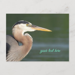 Great Blue Heron Close Up Postcard