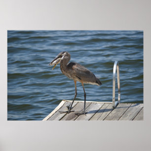 Great Blue Heron Close Up Poster