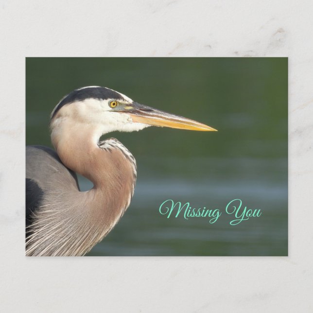 Great Blue Heron Close Up  Poster Postcard (Front)