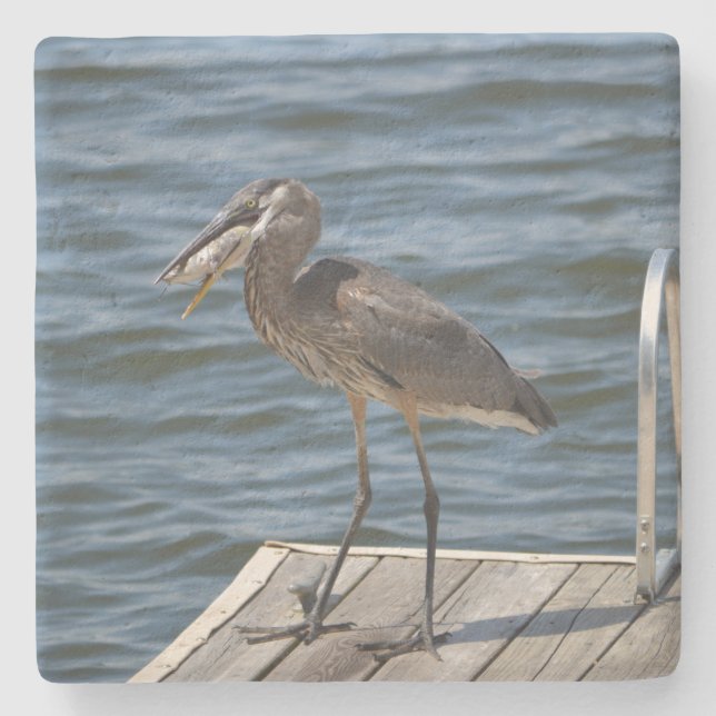 Great Blue Heron Close Up Stone Coaster (Front)
