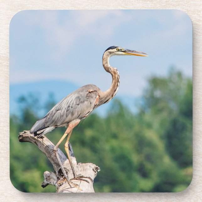 Great Blue Heron Coaster (Front)