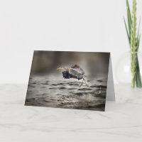Great Blue Heron Dancing Over the Lake Blank