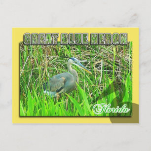 Great Blue Heron, Everglades National Park, FL Postcard