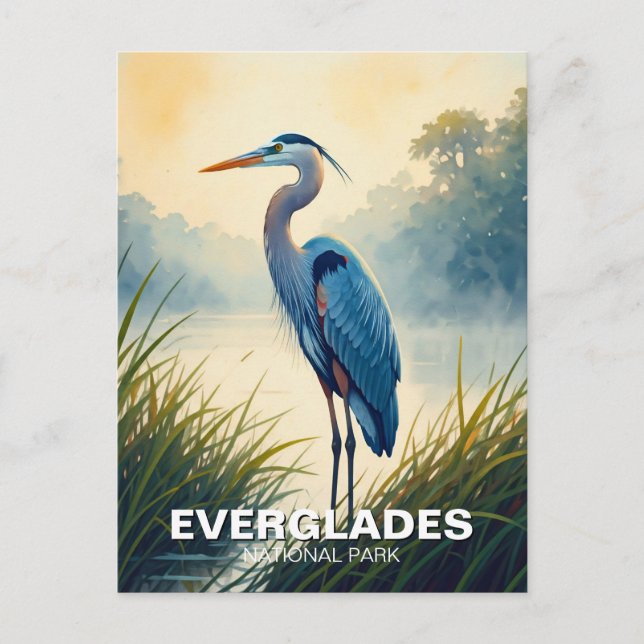 Great Blue Heron Everglades National Park Florida Postcard (Front)